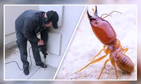 Termite Treatment Service in Lahore