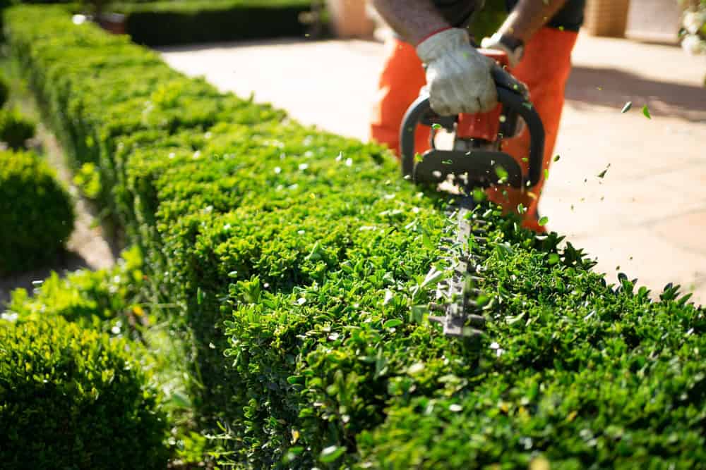hedge-trimming-service