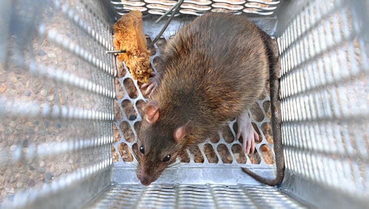 rodent-control-service