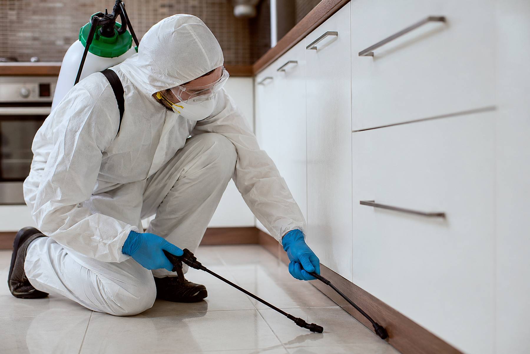 Earwig Removal Services Near me